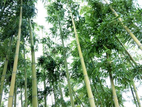竹子 从自然到文化的诗意之选