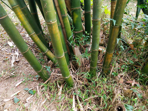 竹子根