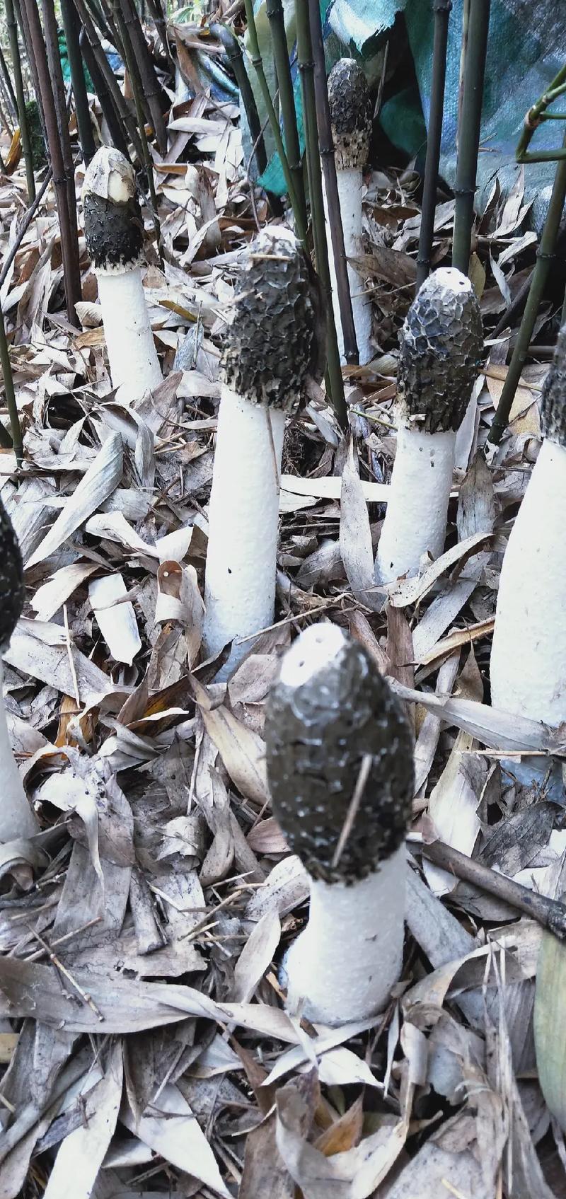 笋子与竹子 一脉相承的生命哲思