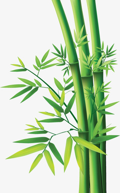采购产品竹叶,竹子,草,竹子植物